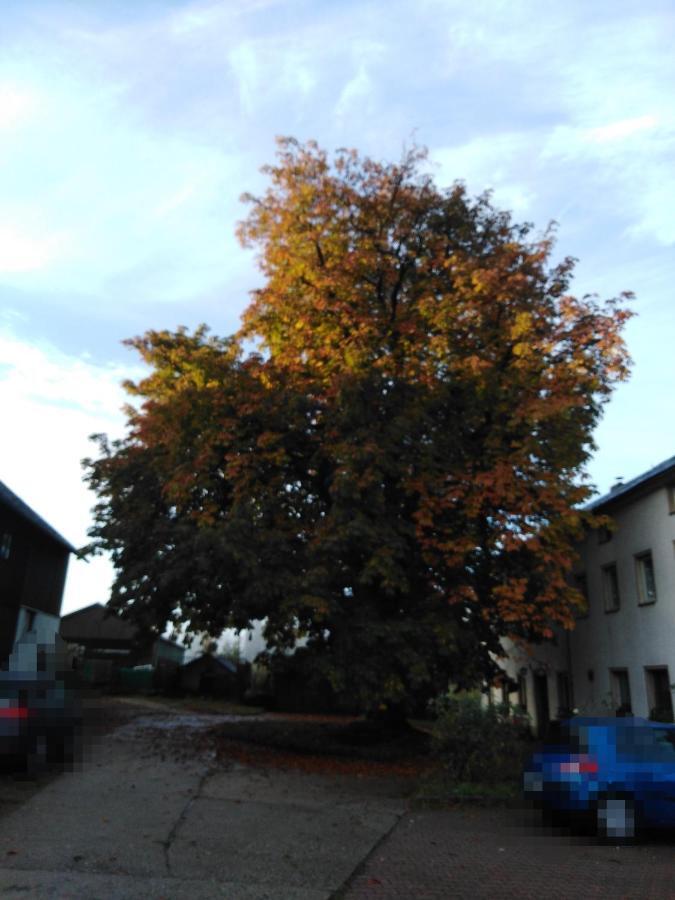Landpension Haupt Sebnitz Exteriör bild
